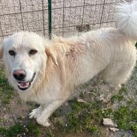 Un cagnolone da salvare