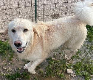 Un cagnolone da salvare