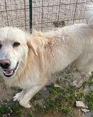 Un cagnolone da salvare