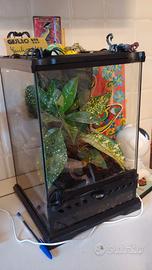 Terrario biotopo Exo-terra 20x20x30