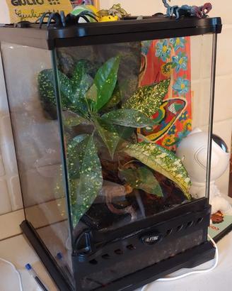 Terrario biotopo Exo-terra 20x20x30