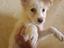Immagine 1