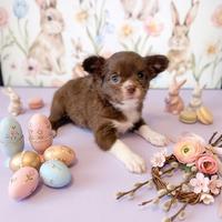 Femminuccia Pedigree ENCI