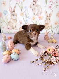 Femminuccia Pedigree ENCI