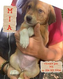 MIA: cucciola