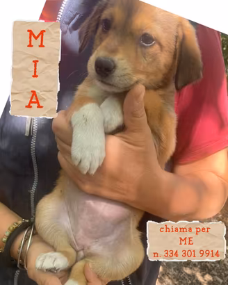 MIA: cucciola