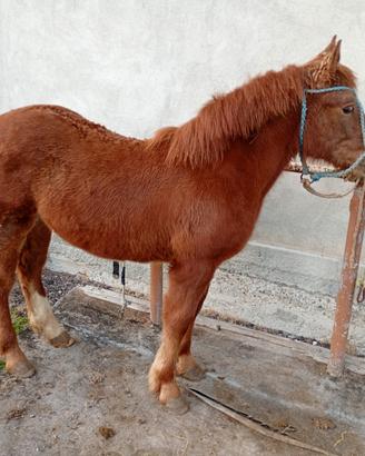Puledro