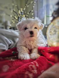 Maltesi maltesi maltesi