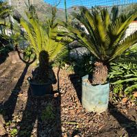 Piante cycas