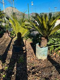 Piante cycas