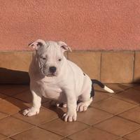 American bully