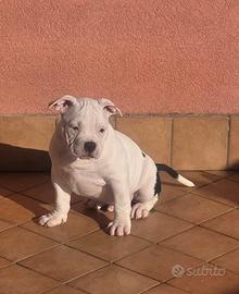 American bully