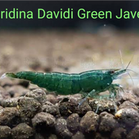 Neocaridine Bloody Mary, Green Jave, blù Dreams