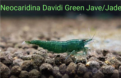 Neocaridine Bloody Mary, Green Jave, blù Dreams