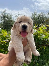 Cuccioli di Golden Retriever