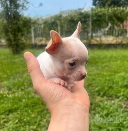Chihuahua Maschio, occhi azzurri mini