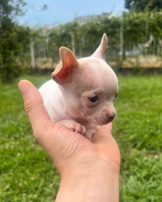 Chihuahua Maschio, occhi azzurri mini