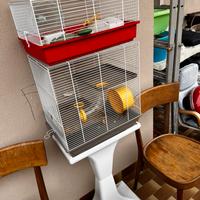 Gabbie criceti orsetti siberiani