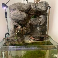 Acquario con vetro curvo e parete paludario