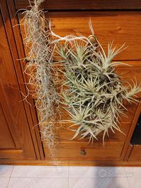 Due Tillandsie bergeri e  usneoides come da foto