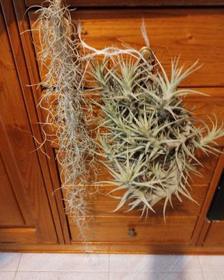 Due Tillandsie bergeri e  usneoides come da foto