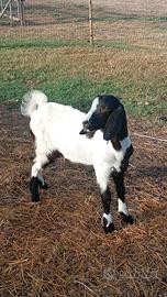 Simil maltese