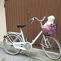 Graziella ( cagnolina esclusa)