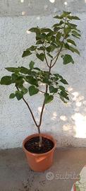 Pawlonia Tomentosa