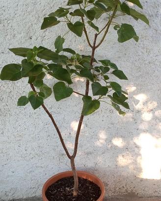 Pawlonia Tomentosa