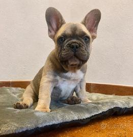 Bulldog francese