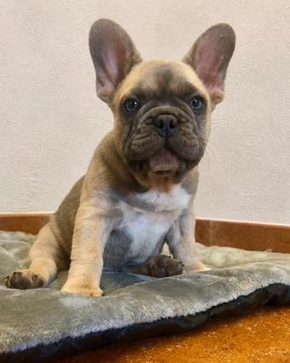 Bulldog francese