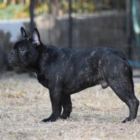 Bouledogue francese