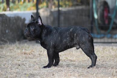 Bouledogue francese