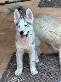 Siberian