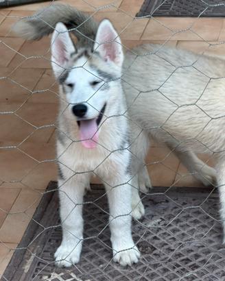 Siberian