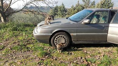 Alfa Romeo 164 TD super