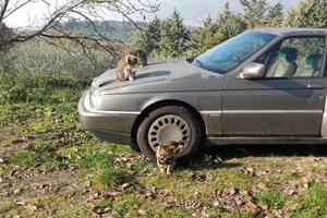 Alfa Romeo 164 TD super
