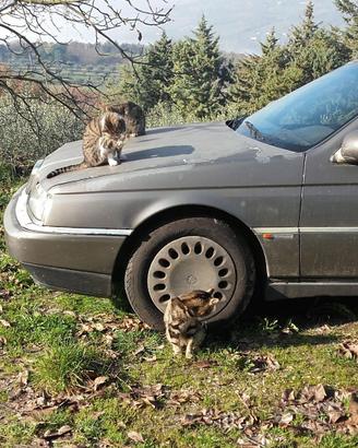 Alfa Romeo 164 TD super
