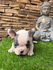 Bulldog francese