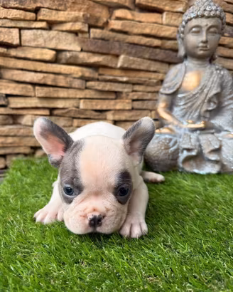Bulldog francese
