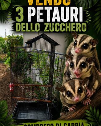 Petauri dello zucchero