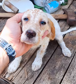 Cani da caccia setter