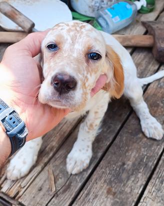 Cani da caccia setter