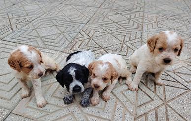 Cuccioli Épagneul breton
