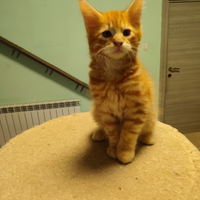 Main Coon