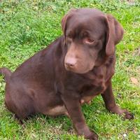 Labrador femmina Adulta