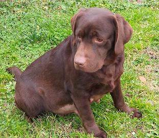 Labrador femmina Adulta