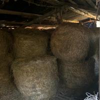 balloni qualche balle fieno e piu erba medica 2023