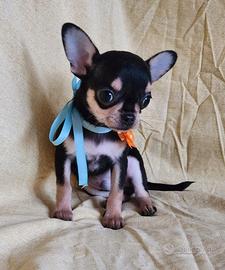 CHIHUAHUA mini