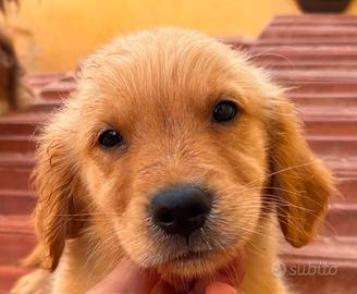 Golden retriever americano 